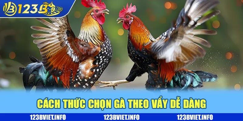 Cách thức chọn gà theo vẩy dễ dàng