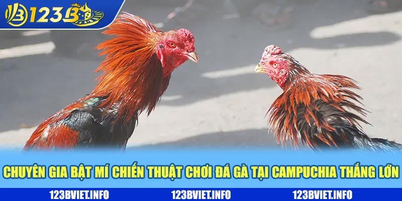 Chuyên gia bật mí chiến thuật chơi đá gà tại Campuchia thắng lớn