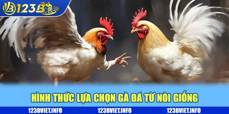 Hình thức lựa chọn gà đá từ nòi giống